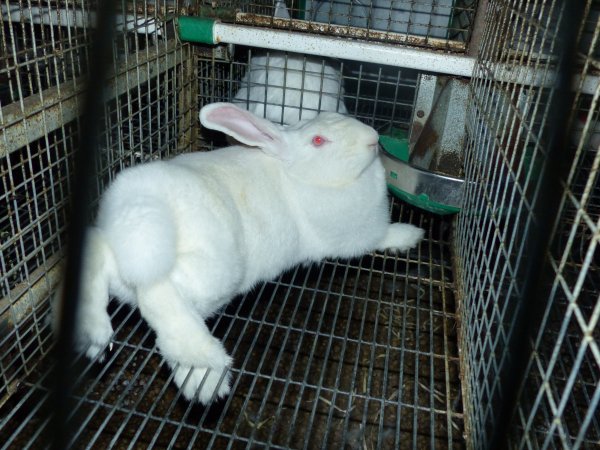 Rabbit farming at Baldivis Rabbits WA