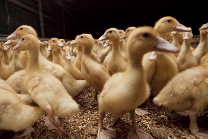 Australian duck farming