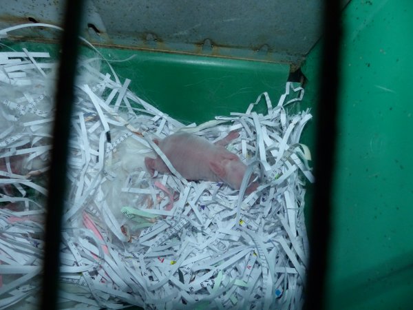 Rabbit farming at Baldivis Rabbits WA