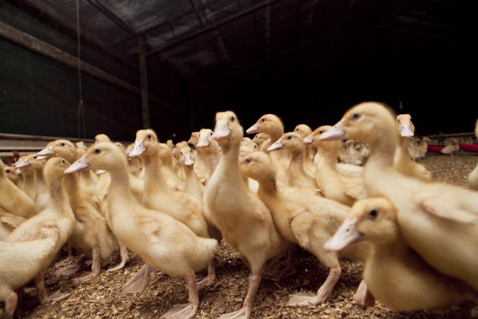 Australian duck farming