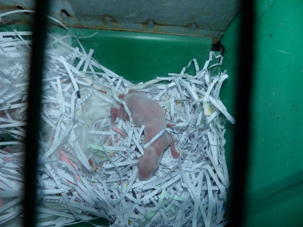 Rabbit farming at Baldivis Rabbits WA