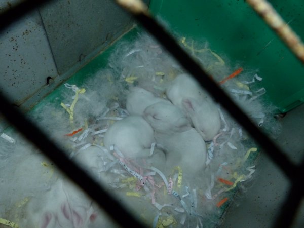 Rabbit farming at Baldivis Rabbits WA