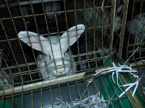 Rabbit farming at Baldivis Rabbits WA