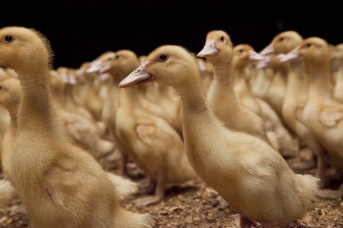 Australian duck farming