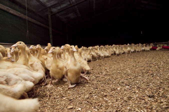 Australian duck farming