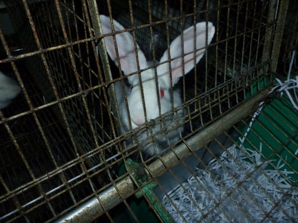 Rabbit farming at Baldivis Rabbits WA