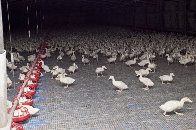 Australian duck farming