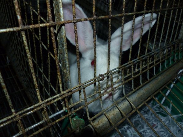 Rabbit farming at Baldivis Rabbits WA