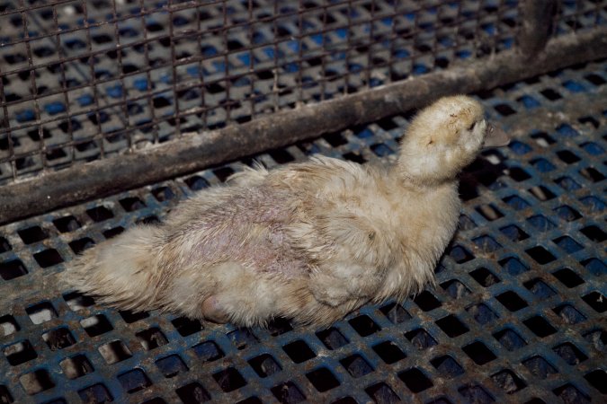 Australian duck farming