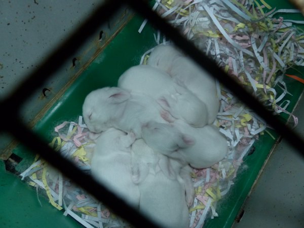 Rabbit farming at Baldivis Rabbits WA