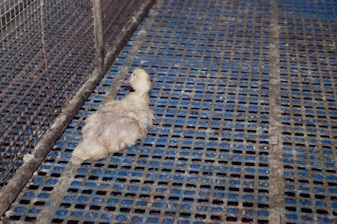 Australian duck farming