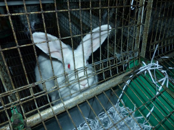 Rabbit farming at Baldivis Rabbits WA