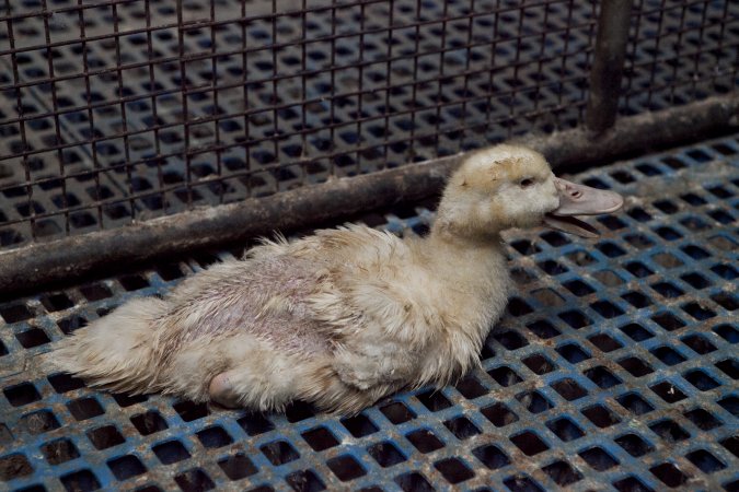 Australian duck farming