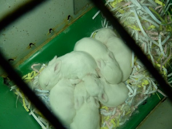 Rabbit farming at Baldivis Rabbits WA