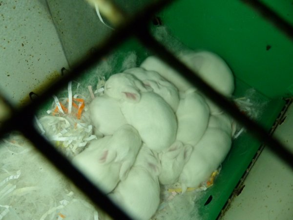 Rabbit farming at Baldivis Rabbits WA