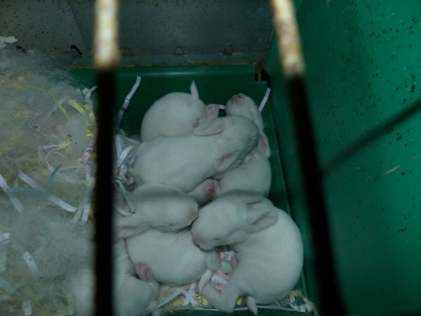 Rabbit farming at Baldivis Rabbits WA