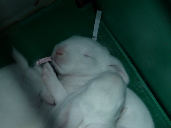 Rabbit farming at Baldivis Rabbits WA