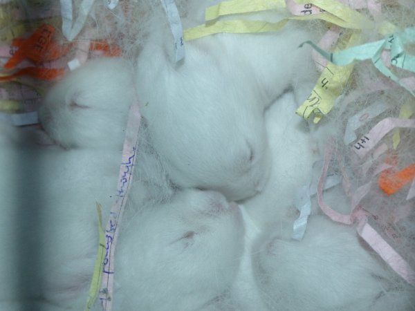 Rabbit farming at Baldivis Rabbits WA