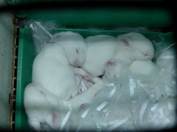 Rabbit farming at Baldivis Rabbits WA