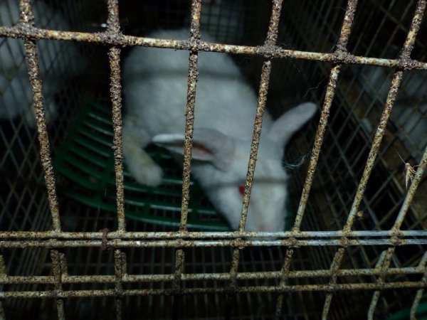 Rabbit farming at Baldivis Rabbits WA