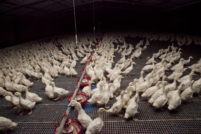 Australian duck farming