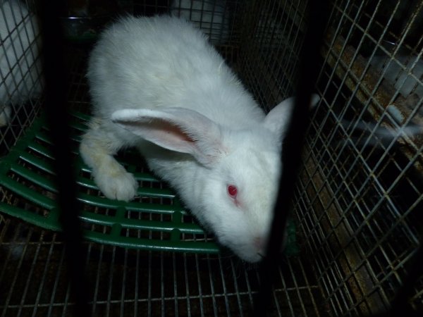 Rabbit farming at Baldivis Rabbits WA