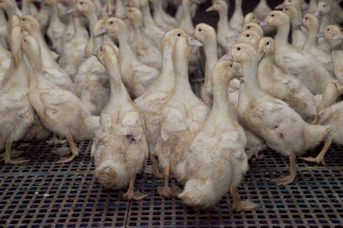 Australian duck farming