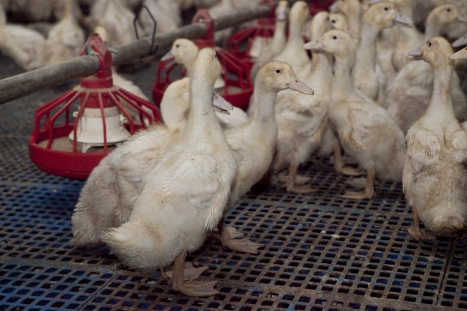 Australian duck farming