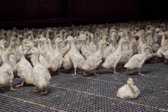 Australian duck farming