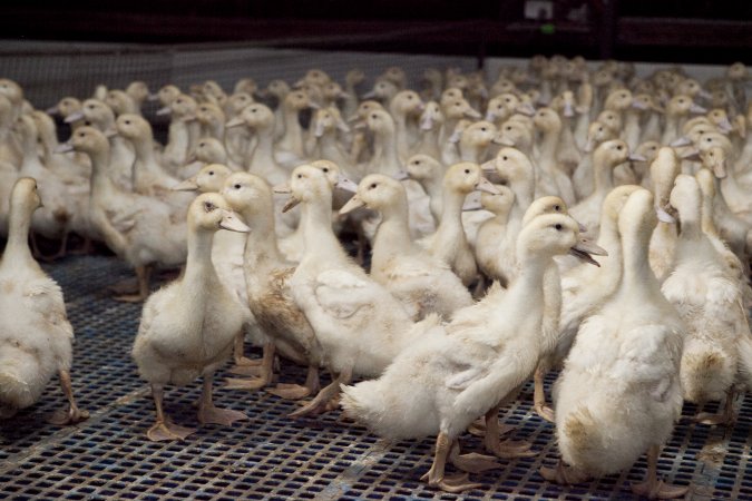 Australian duck farming