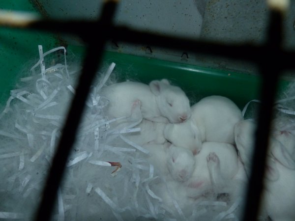 Rabbit farming at Baldivis Rabbits WA