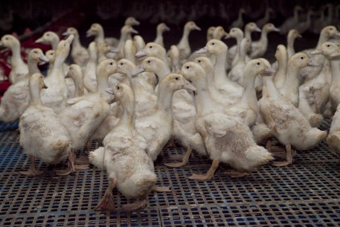 Australian duck farming