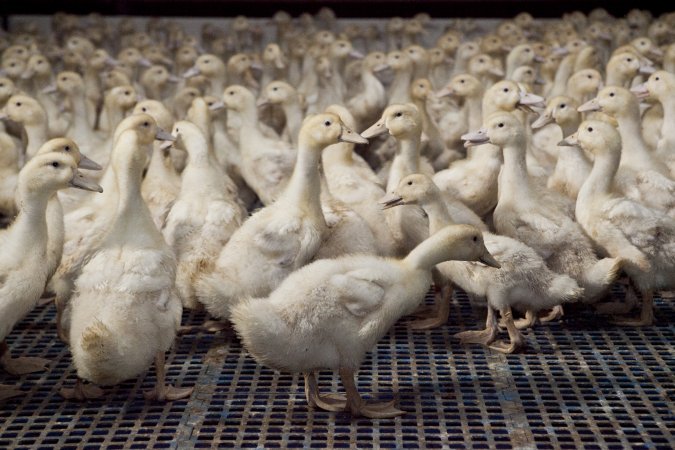 Australian duck farming