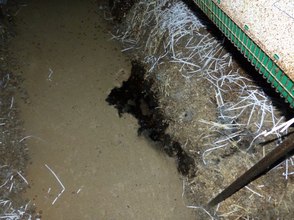 Rabbit farming at Baldivis Rabbits WA