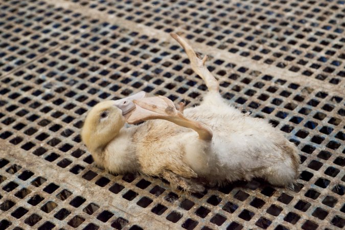 Australian duck farming