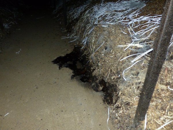 Rabbit farming at Baldivis Rabbits WA