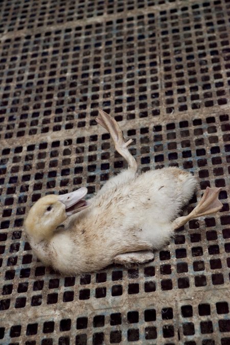 Australian duck farming