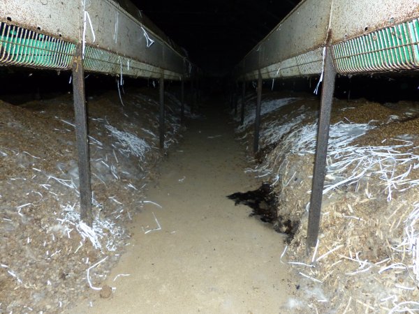 Rabbit farming at Baldivis Rabbits WA