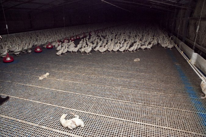 Australian duck farming