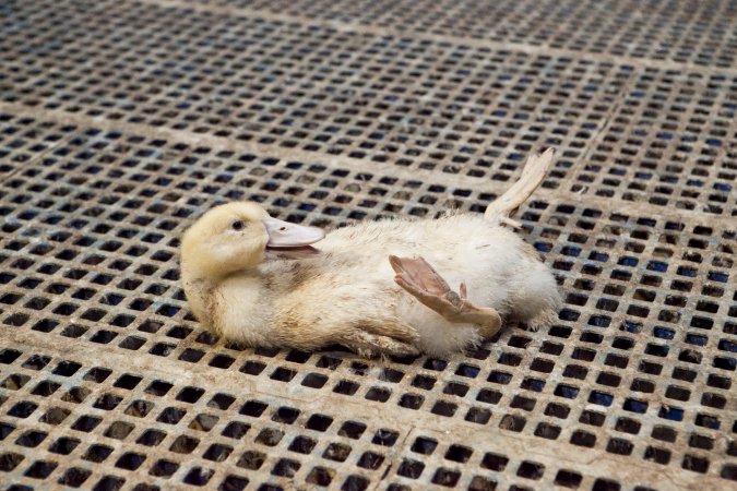 Australian duck farming