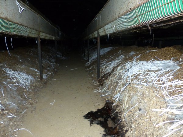 Rabbit farming at Baldivis Rabbits WA