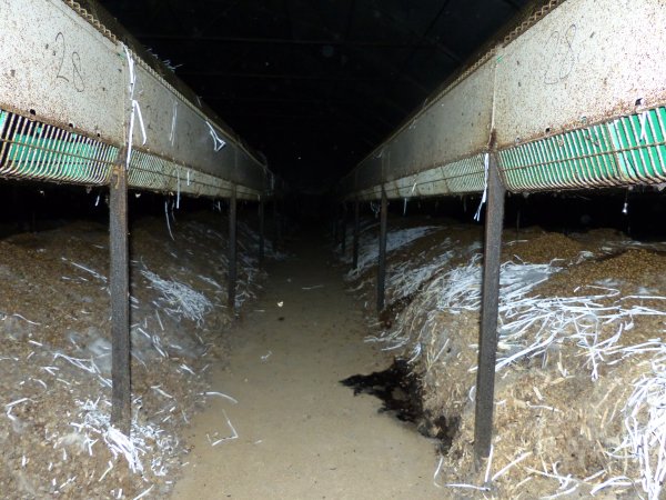 Rabbit farming at Baldivis Rabbits WA