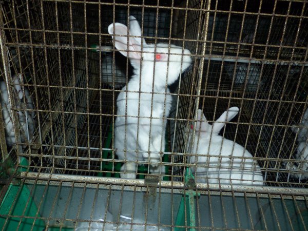 Rabbit farming at Baldivis Rabbits WA