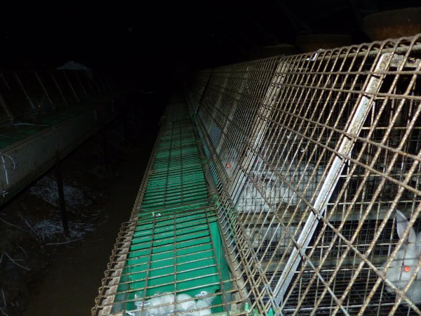 Rabbit farming at Baldivis Rabbits WA