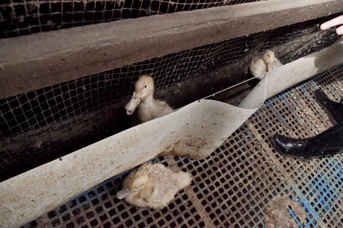 Australian duck farming