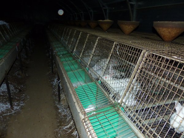 Rabbit farming at Baldivis Rabbits WA