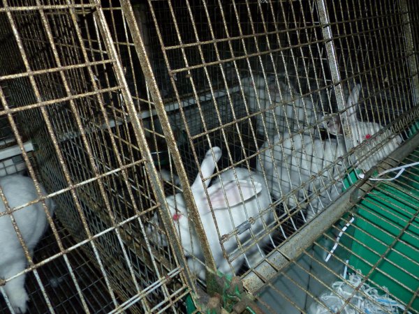 Rabbit farming at Baldivis Rabbits WA