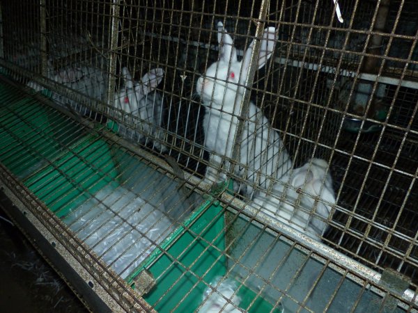 Rabbit farming at Baldivis Rabbits WA