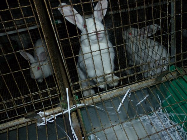 Rabbit farming at Baldivis Rabbits WA