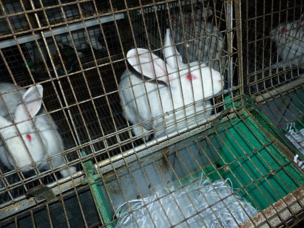 Rabbit farming at Baldivis Rabbits WA